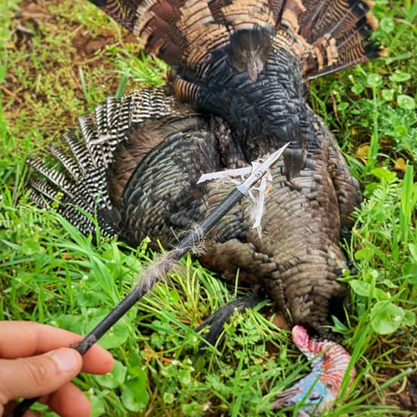 dead turkey background with an arrow close up