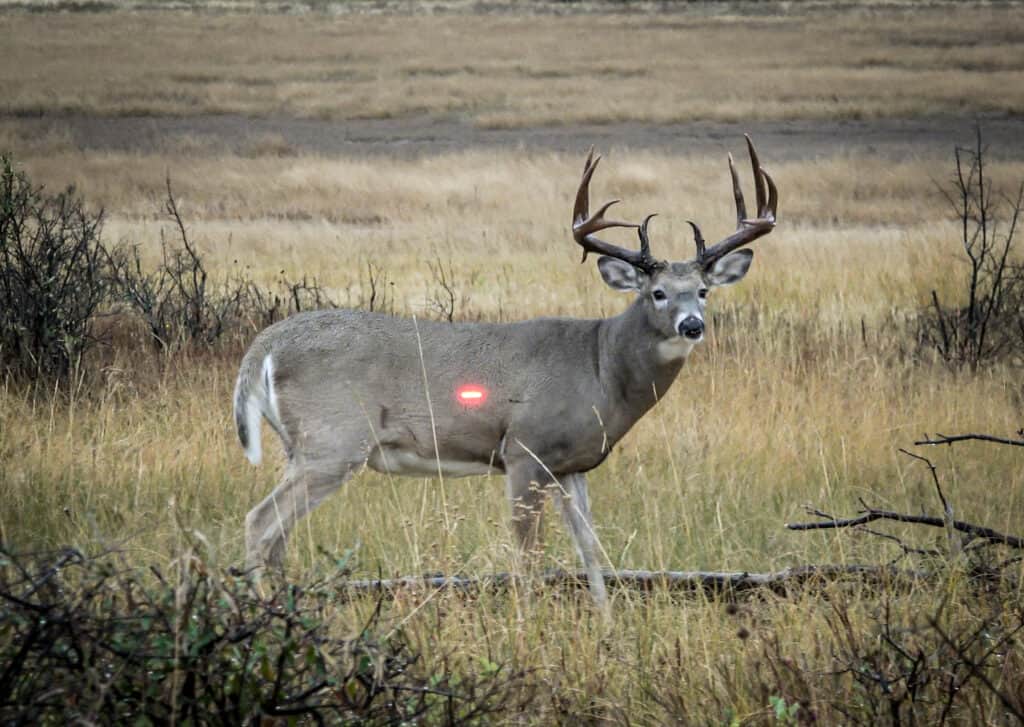 Superior,
WI
—FeraDyne® Outdoors, a multi-brand
family of archery, hunting and outdoor industry products, announces the
acquisition of Scent Crusher®. Developed from NASA based research, Scent
Crusher® is the category leader in ozone-activated technology used to
effectively eliminate odors on clothing and gear.The addition of Scent Crusher® complements FeraDyne’s full suite
of category-leading archery brands into the general hunting and outdoor markets.
This [...]